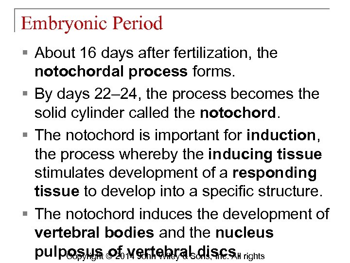 Embryonic Period § About 16 days after fertilization, the notochordal process forms. § By