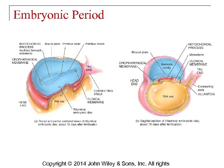 Embryonic Period Copyright © 2014 John Wiley & Sons, Inc. All rights 