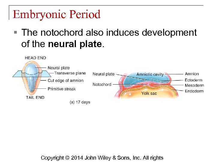 Embryonic Period § The notochord also induces development of the neural plate. Copyright ©