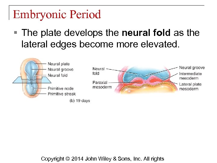 Embryonic Period § The plate develops the neural fold as the lateral edges become