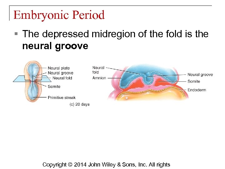 Embryonic Period § The depressed midregion of the fold is the neural groove Copyright