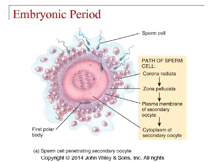 Embryonic Period Copyright © 2014 John Wiley & Sons, Inc. All rights 