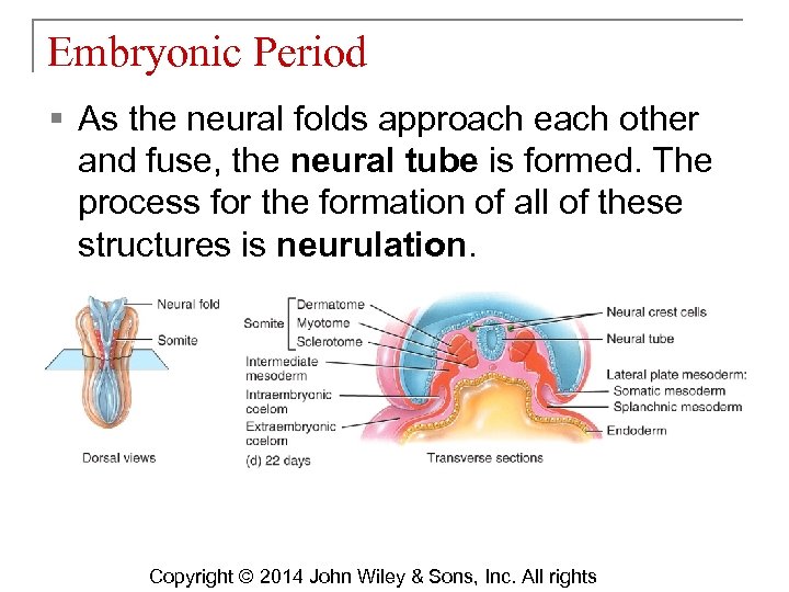 Embryonic Period § As the neural folds approach each other and fuse, the neural
