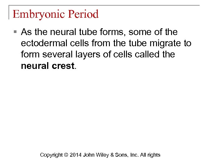 Embryonic Period § As the neural tube forms, some of the ectodermal cells from