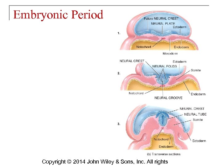 Embryonic Period Copyright © 2014 John Wiley & Sons, Inc. All rights 