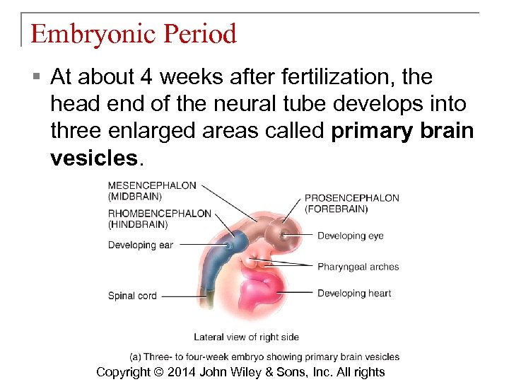 Embryonic Period § At about 4 weeks after fertilization, the head end of the