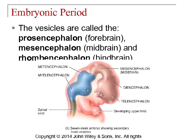 Embryonic Period § The vesicles are called the: prosencephalon (forebrain), mesencephalon (midbrain) and rhombencephalon