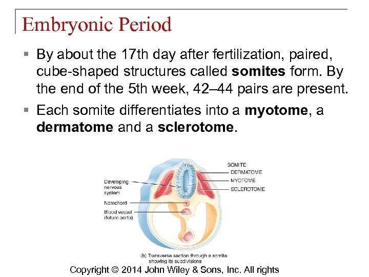 Embryonic Period § By about the 17 th day after fertilization, paired, cube-shaped structures