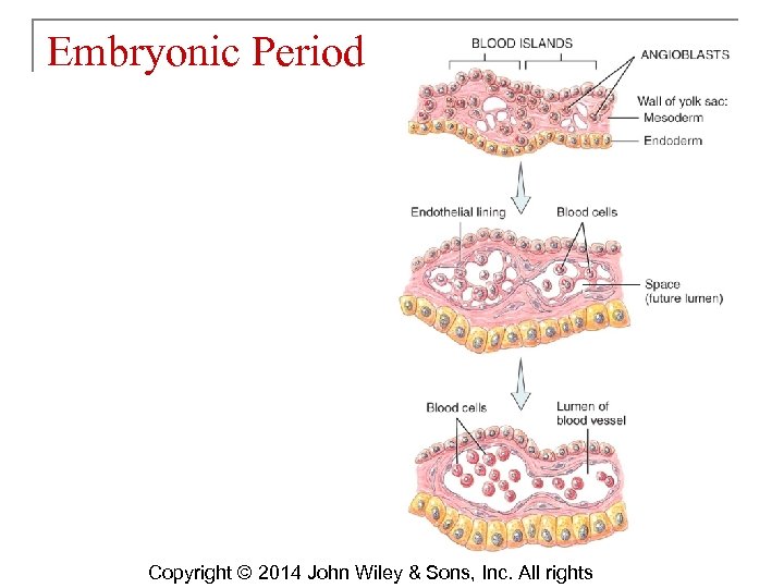 Embryonic Period Copyright © 2014 John Wiley & Sons, Inc. All rights 