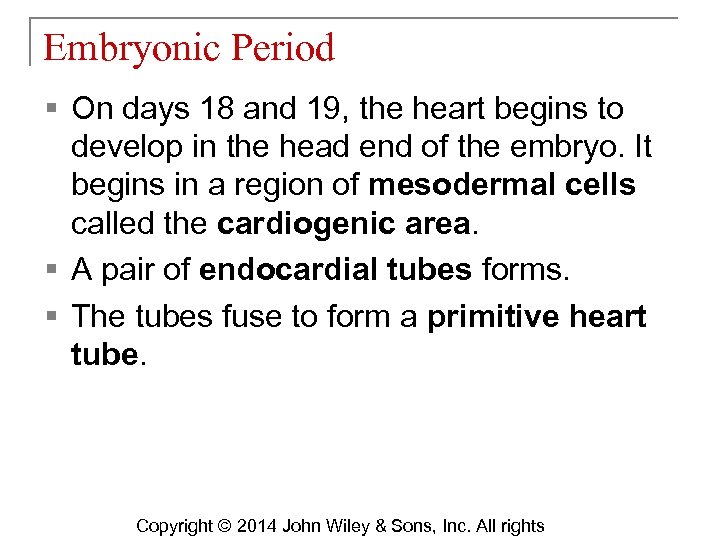 Embryonic Period § On days 18 and 19, the heart begins to develop in