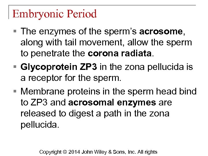 Embryonic Period § The enzymes of the sperm’s acrosome, along with tail movement, allow