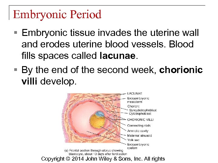 Embryonic Period § Embryonic tissue invades the uterine wall and erodes uterine blood vessels.