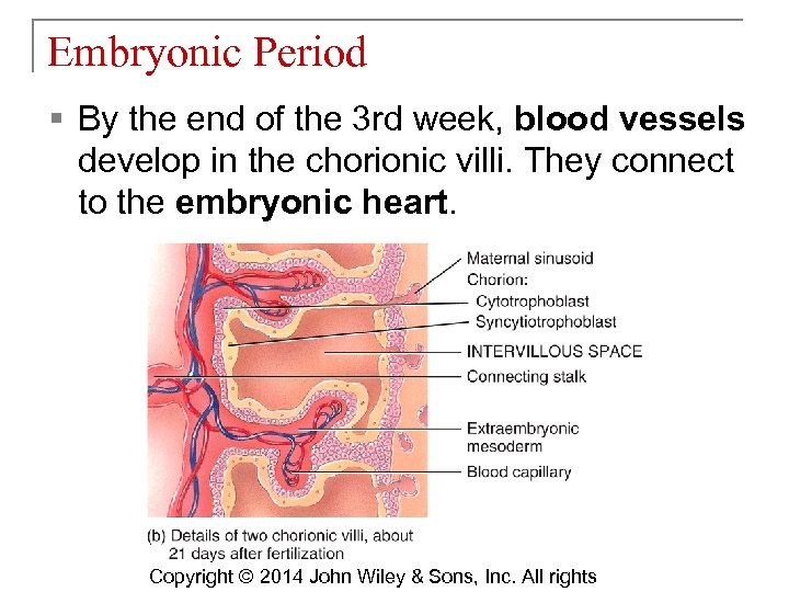 Embryonic Period § By the end of the 3 rd week, blood vessels develop