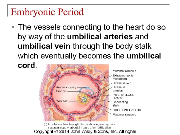 Embryonic Period § The vessels connecting to the heart do so by way of