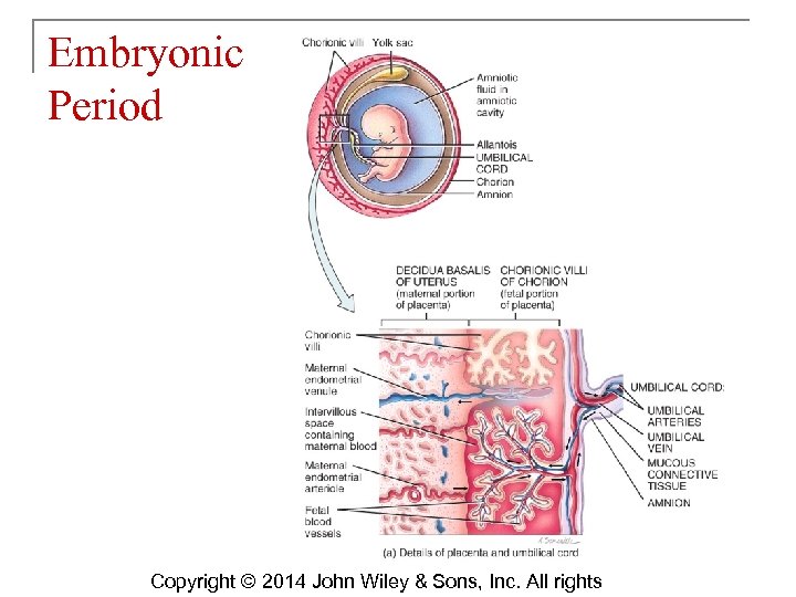 Embryonic Period Copyright © 2014 John Wiley & Sons, Inc. All rights 