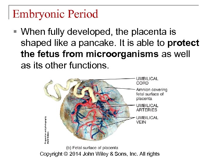 Embryonic Period § When fully developed, the placenta is shaped like a pancake. It