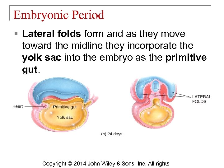 Embryonic Period § Lateral folds form and as they move toward the midline they