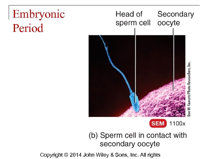 Embryonic Period Copyright © 2014 John Wiley & Sons, Inc. All rights 