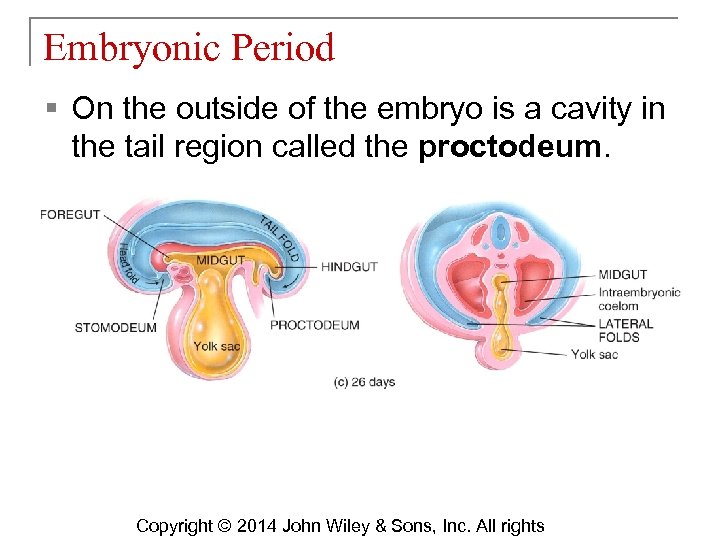 Embryonic Period § On the outside of the embryo is a cavity in the