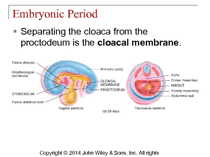 Embryonic Period § Separating the cloaca from the proctodeum is the cloacal membrane. Copyright