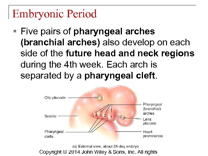 Embryonic Period § Five pairs of pharyngeal arches (branchial arches) also develop on each