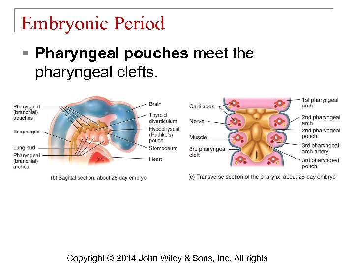 Embryonic Period § Pharyngeal pouches meet the pharyngeal clefts. Copyright © 2014 John Wiley