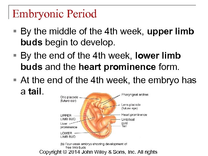 Embryonic Period § By the middle of the 4 th week, upper limb buds