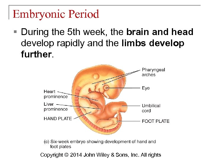 Embryonic Period § During the 5 th week, the brain and head develop rapidly