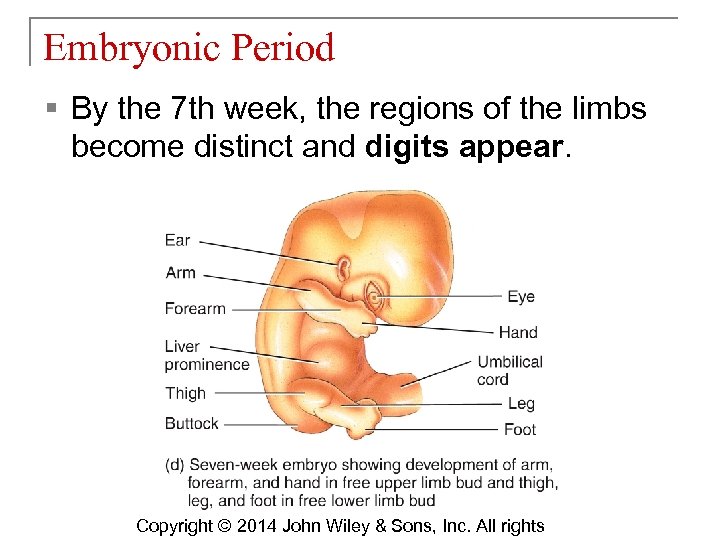 Embryonic Period § By the 7 th week, the regions of the limbs become