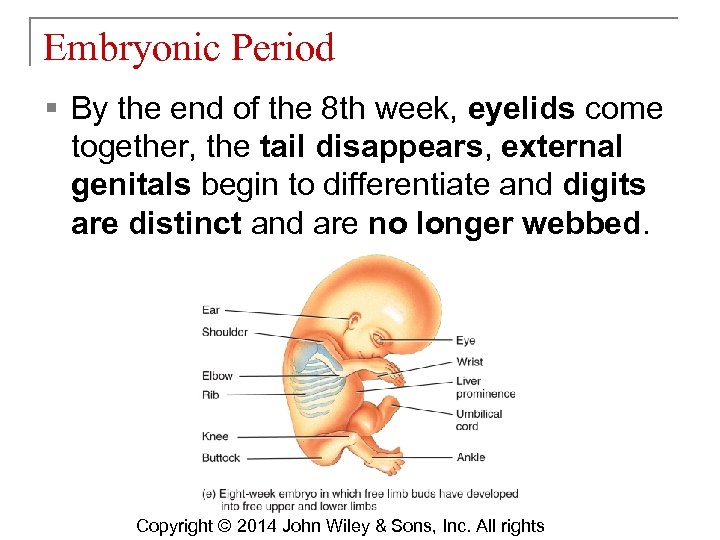 Embryonic Period § By the end of the 8 th week, eyelids come together,