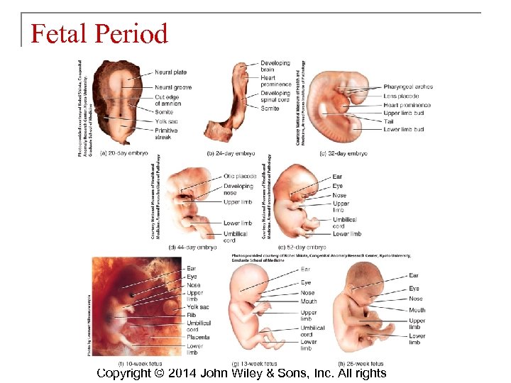 Fetal Period Copyright © 2014 John Wiley & Sons, Inc. All rights 