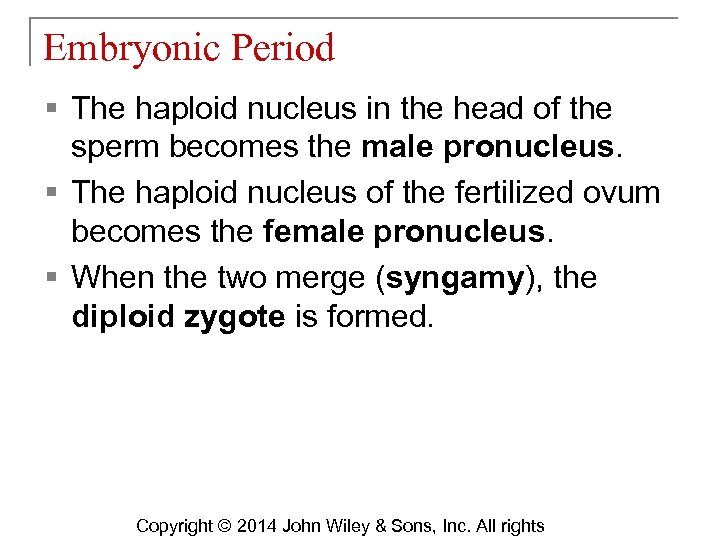 Embryonic Period § The haploid nucleus in the head of the sperm becomes the