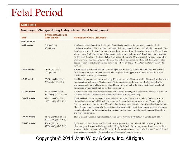 Fetal Period Copyright © 2014 John Wiley & Sons, Inc. All rights 