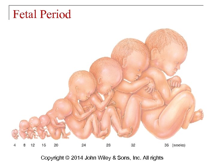 Fetal Period Copyright © 2014 John Wiley & Sons, Inc. All rights 
