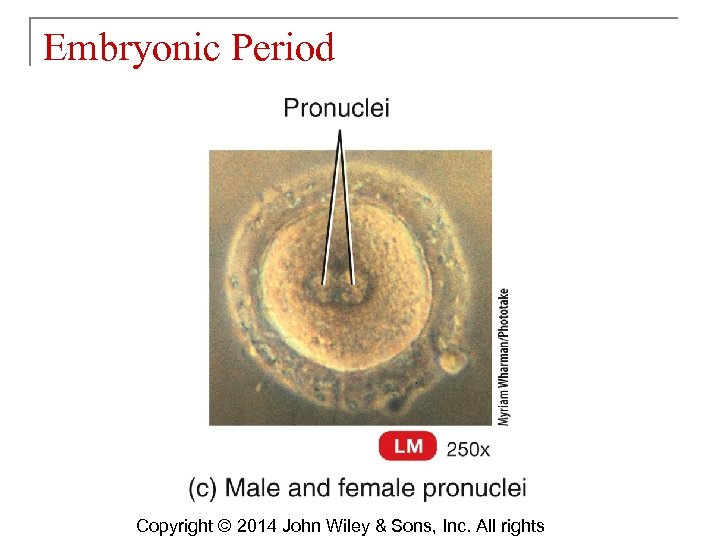 Embryonic Period Copyright © 2014 John Wiley & Sons, Inc. All rights 