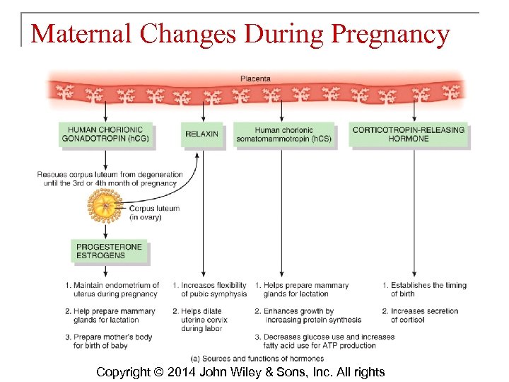 Maternal Changes During Pregnancy Copyright © 2014 John Wiley & Sons, Inc. All rights