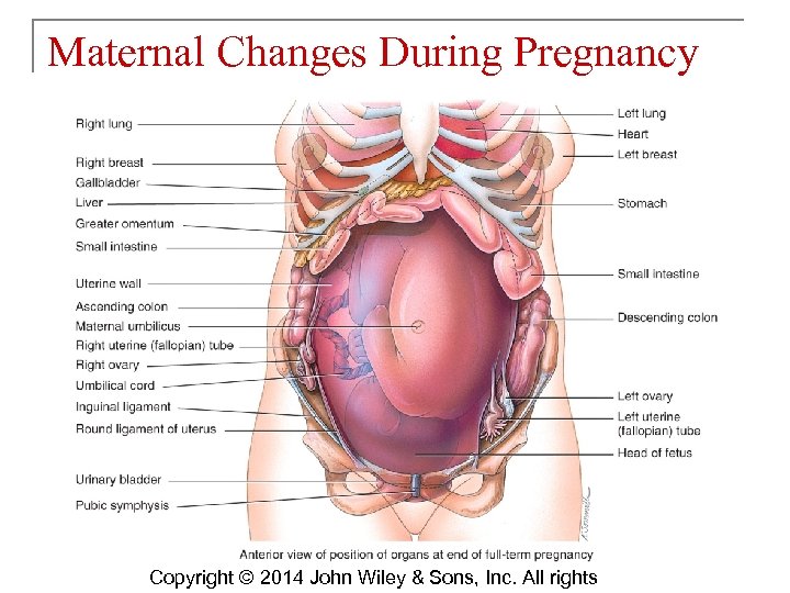Maternal Changes During Pregnancy Copyright © 2014 John Wiley & Sons, Inc. All rights