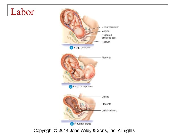 Labor Copyright © 2014 John Wiley & Sons, Inc. All rights 