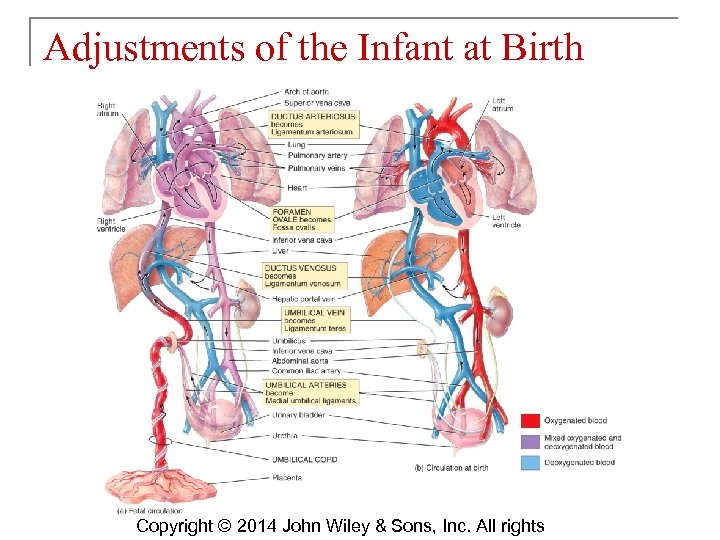Adjustments of the Infant at Birth Copyright © 2014 John Wiley & Sons, Inc.
