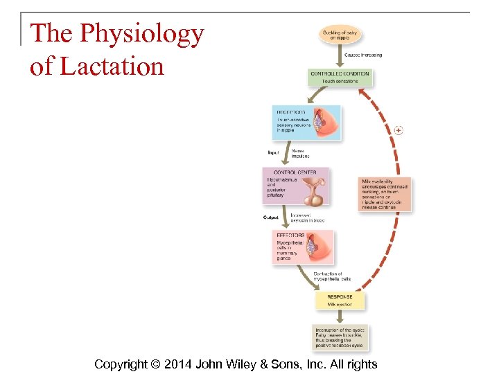 The Physiology of Lactation Copyright © 2014 John Wiley & Sons, Inc. All rights