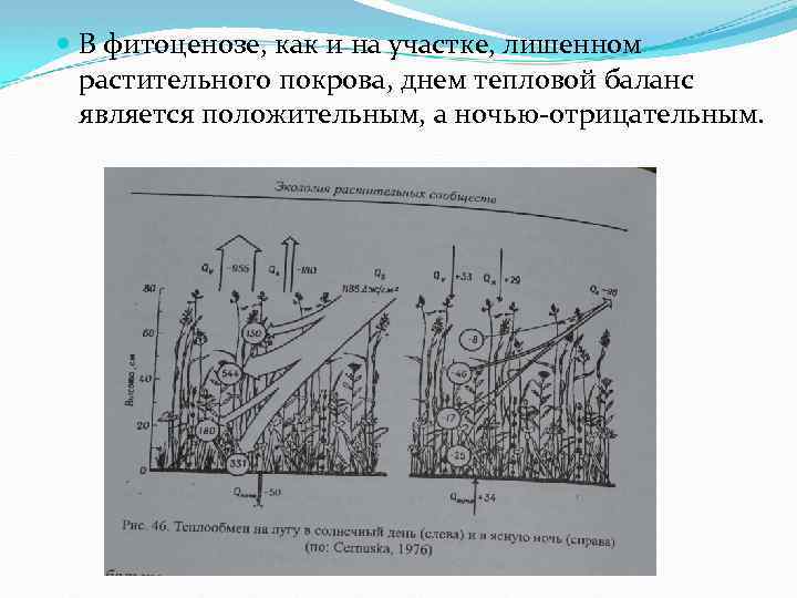  В фитоценозе, как и на участке, лишенном растительного покрова, днем тепловой баланс является