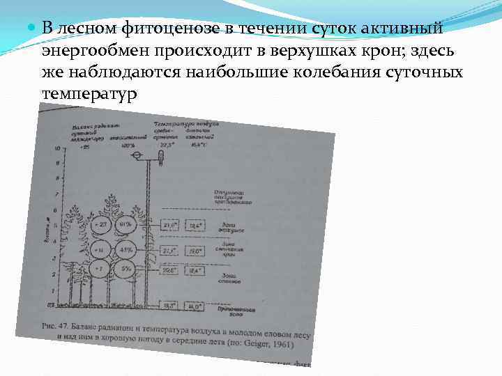  В лесном фитоценозе в течении суток активный энергообмен происходит в верхушках крон; здесь