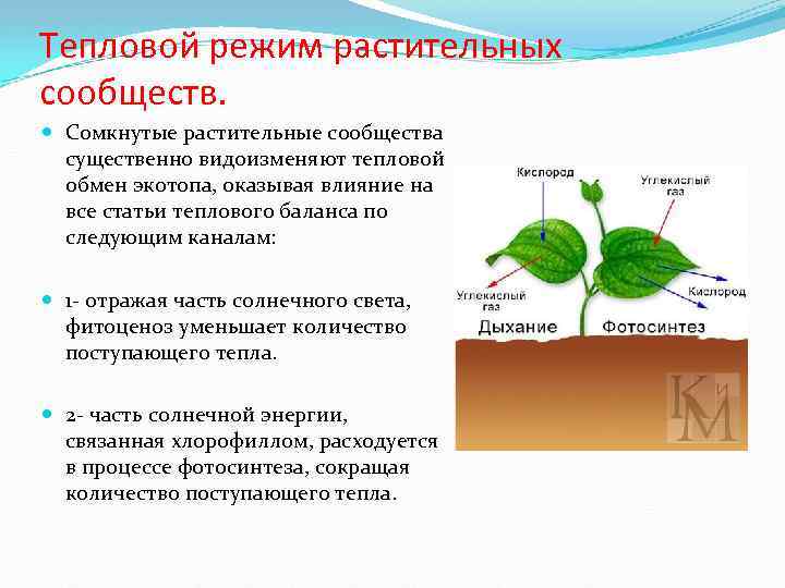 Тепловой режим растительных сообществ. Сомкнутые растительные сообщества существенно видоизменяют тепловой обмен экотопа, оказывая влияние