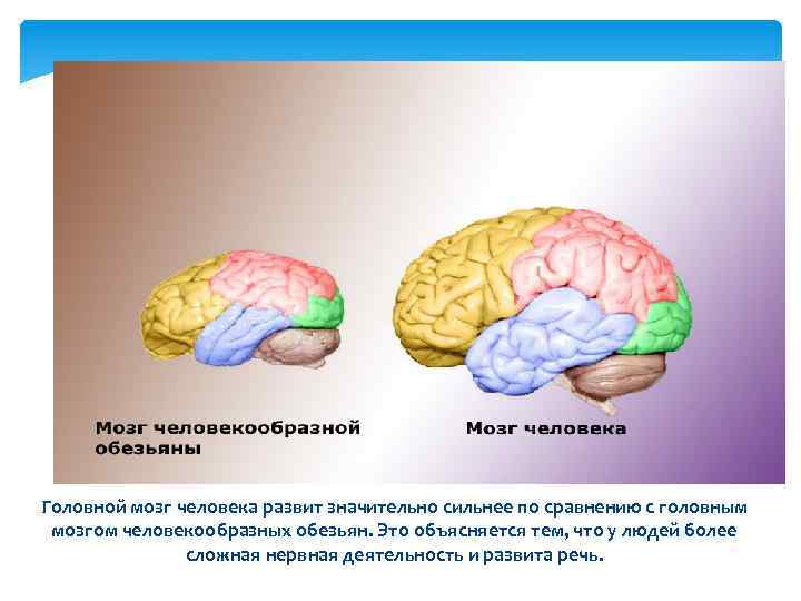 Головной мозг человека развит значительно сильнее по сравнению с головным мозгом человекообразных обезьян. Это