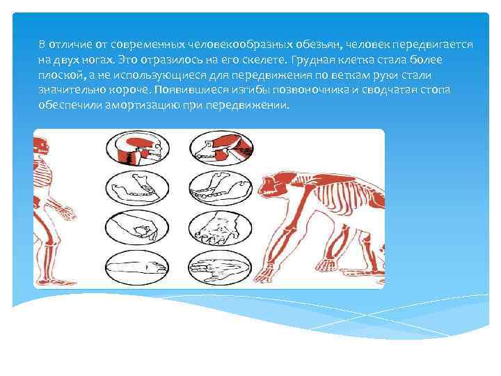 Позвоночник человекообразной обезьяны и человека. Грудная клетка человека и человекообразных обезьян. Грудная клетка обезьяны и человека различия. Различия скелета человека и обезьяны. Грудная клетка шимпанзе и человека.