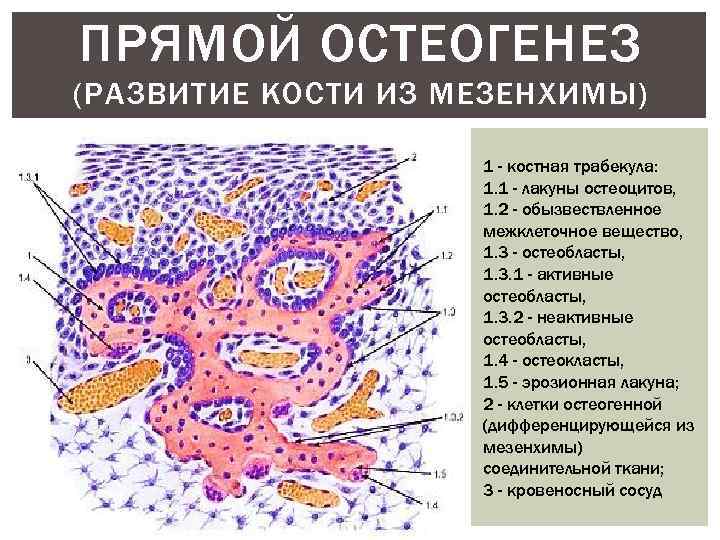 ПРЯМОЙ ОСТЕОГЕНЕЗ (РАЗВИТИЕ КОСТИ ИЗ МЕЗЕНХИМЫ) 1 - костная трабекула: 1. 1 - лакуны