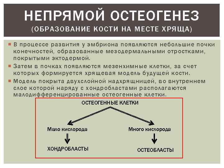 НЕПРЯМОЙ ОСТЕОГЕНЕЗ (ОБРАЗОВАНИЕ КОСТИ НА МЕСТЕ ХРЯЩА) В процессе развития у эмбриона появляются небольшие
