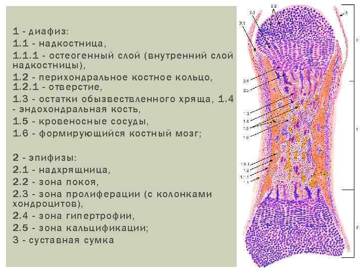 Скелетные ткани презентация