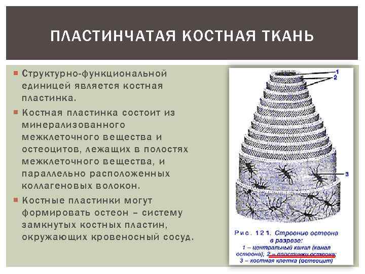 ПЛАСТИНЧАТАЯ КОСТНАЯ ТКАНЬ Структурно-функциональной единицей является костная пластинка. Костная пластинка состоит из минерализованного межклеточного