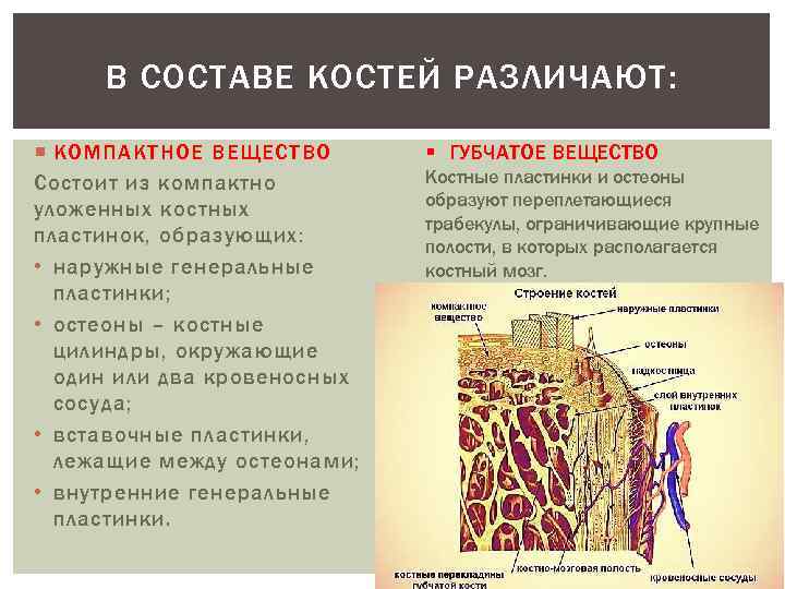 Компактное вещество. Компактная костная ткань губчатая костная ткань. Губчатое и компактное вещество костной ткани. Функции компактного вещества в костной ткани. Компактное вещество строение.